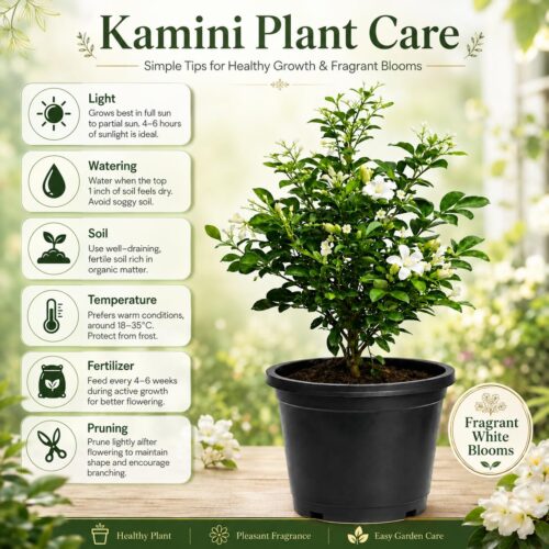 Surekha Agro Madhu Kamini Live Plant (Orange Jasmine) - Image 8