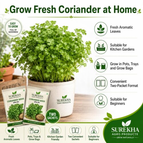 Surekha Agro Coriander Seeds – 1500 Seeds × 2 Packets - Image 3