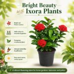 Surekha Agro Red Ixora Live Plant with 4 Inch Pot - Image 4