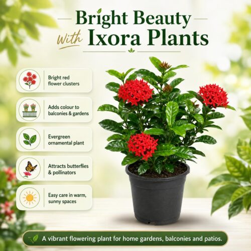 Surekha Agro Red Ixora Live Plant with 4 Inch Pot - Image 4