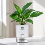Peace Lily plant in square white self-watering pot