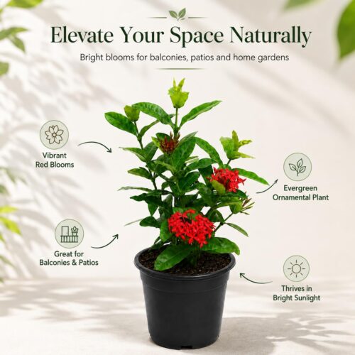 Surekha Agro Red Ixora Live Plant with 4 Inch Pot - Image 3