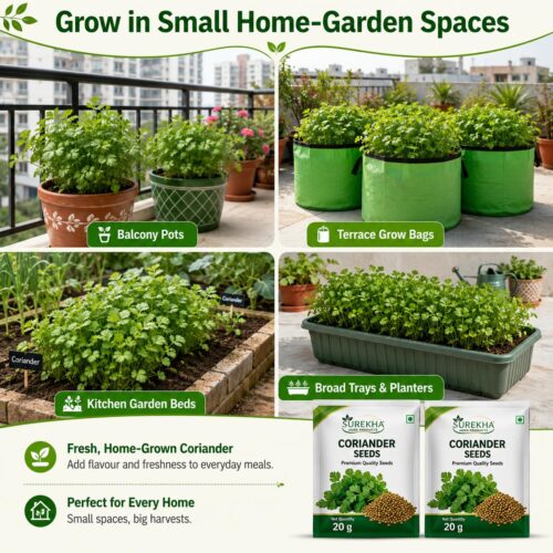 Surekha Agro Coriander Seeds – 1500 Seeds × 2 Packets - Image 4