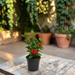 Surekha Agro Red Ixora Live Plant with 4 Inch Pot - Image 2