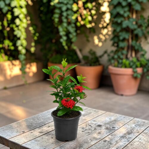 Surekha Agro Red Ixora Live Plant with 4 Inch Pot - Image 2