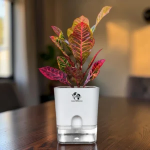 Croton Plant Live