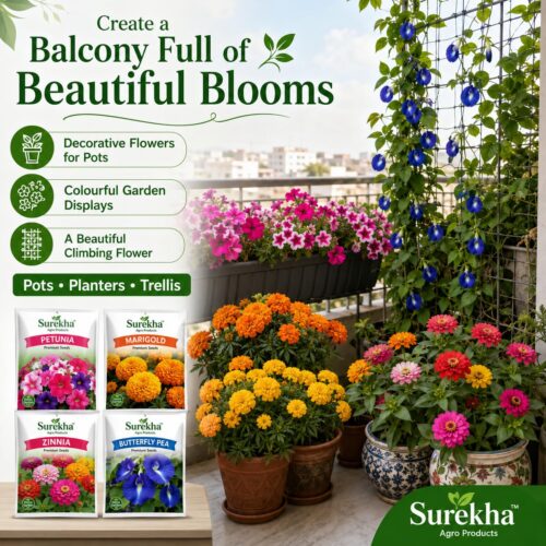 Surekha Agro Premium Balcony Flower Seeds Combo - Image 6