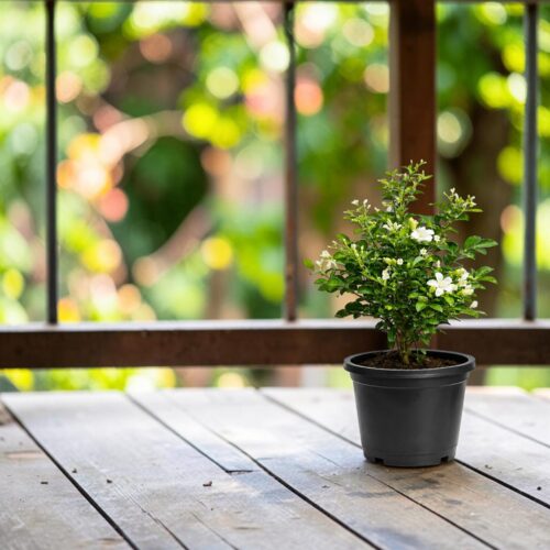 Surekha Agro Madhu Kamini Live Plant (Orange Jasmine) - Image 2