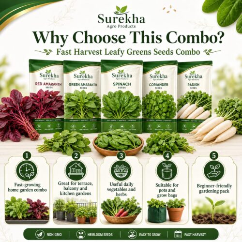 Surekha Agro Fast Harvest 5 Leafy Green Vegetable Seeds Combo - Image 2