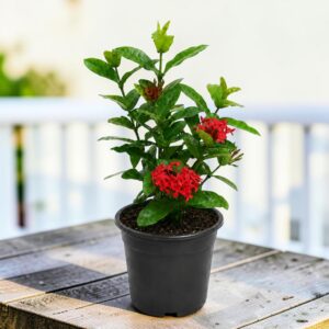 Surekha Agro Red Ixora Live Plant with 4 Inch Pot