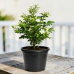 Surekha Agro Madhu Kamini Live Plant (Orange Jasmine) - Image 1
