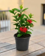 Surekha Ixora Plant
