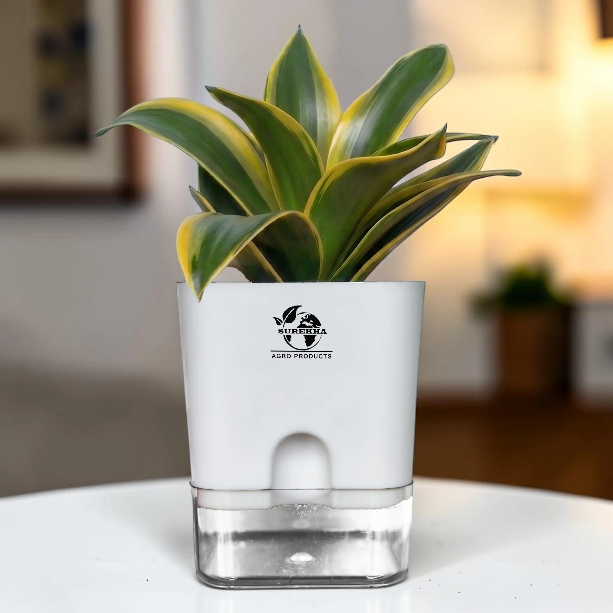 Golden Hahnii Snake Plant