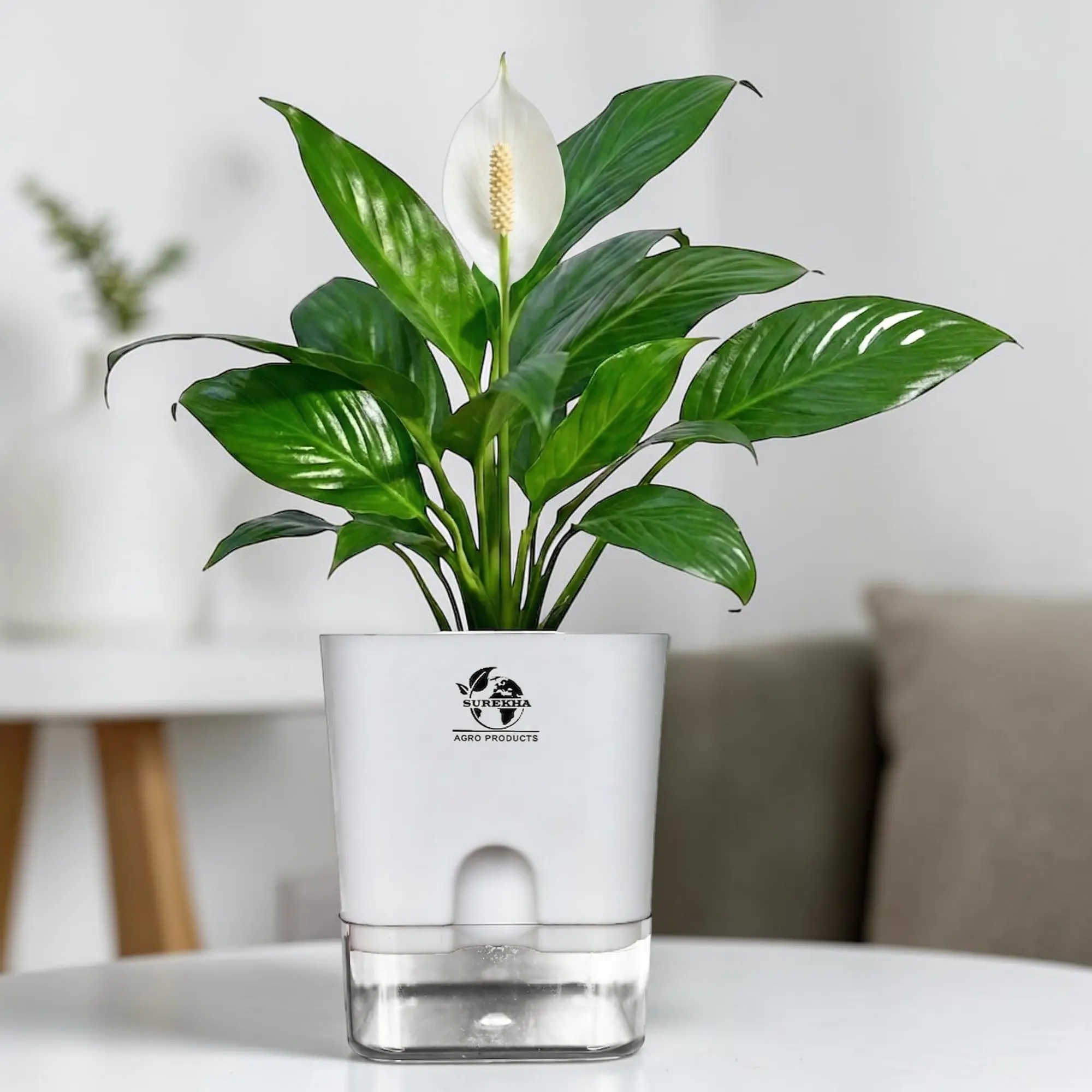 Peace Lily White Main-Photoroom