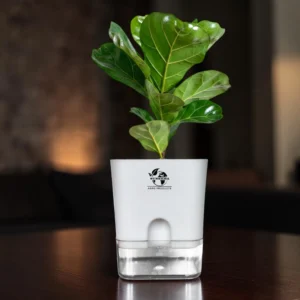 Surekha Fiddle Leaf Fig Plant