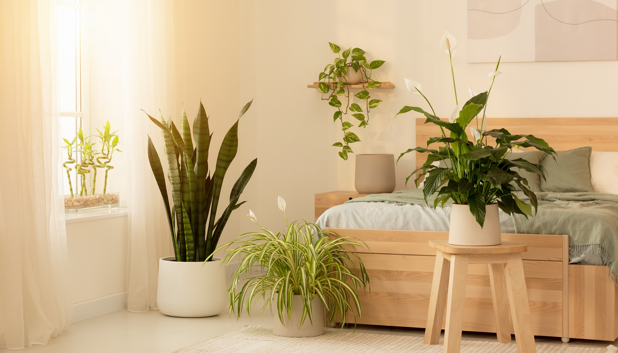 Best indoor plants for bedroom in India including snake plant, peace lily, money plant, spider plant and lucky bamboo in a modern Indian bedroom