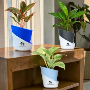 Surekha Low-Light Indoor Plant Trio | Peace Lily, Marble Queen Pothos & Aglaonema