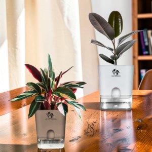Surekha Decorative Plant Duo | Rubber Plant & Calathea Triostar