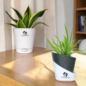 Surekha Air-Purifying Duo | Spider Plant & Golden Hahnii Snake Plant