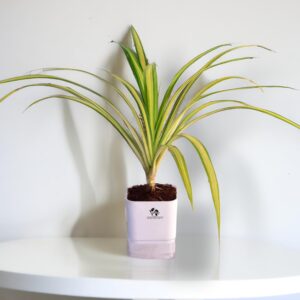 Surekha Agro Spider Plant (Chlorophytum) in Self-Watering Pot – Live Plant