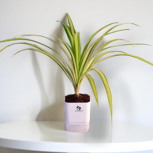 71kTn280t6L.jpg Surekha Agro Spider Plant (Chlorophytum) in Self-Watering Pot – Live Indoor Air-Purifying Plant for Living Room, Bedroom & Home Décor