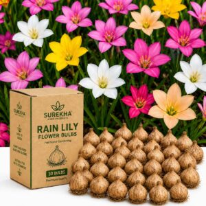Surekha Agro Rain Lily Flower Bulbs for Home Gardening (Pack Of 30)
