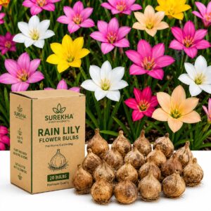Surekha Agro Rain Lily Flower Bulbs for Home Gardening (Pack Of 20)