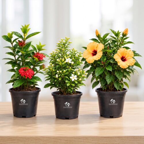 81PbB1ofuL.jpg Surekha Agro Tropical Flowering Plant Combo - Yellow Hibiscus, Red Ixora, Fragrant Madhu Kamini - Pack of 3 in 4-Inch Pots with 7-Layer Secure Shipping