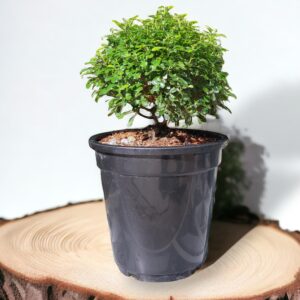 Surekha Agro Table Kamini- Dwarf Variety With Black Pot | Healthy Live Plant With Pot For Indoor Decor…