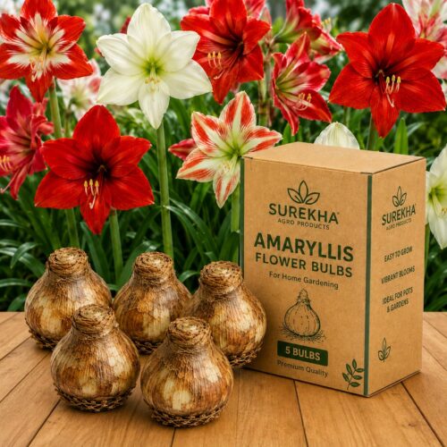 81YWDiE-T-L.jpg Surekha Agro Amaryllis Flower Bulbs for Home Gardening | Pack of 5 Healthy Planting Bulbs | Amaryllis Lily Bulbs for Pots, Balcony, Terrace & Garden (Pack Of 5)
