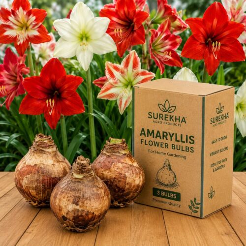 81g-2KLytAL.jpg Surekha Agro Amaryllis Flower Bulbs for Home Gardening | Pack of 3 Healthy Planting Bulbs | Amaryllis Lily Bulbs for Pots, Balcony, Terrace & Garden