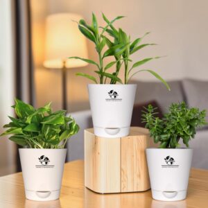 Surekha Agro Pack of 3 Good Luck Plants – Live Plant