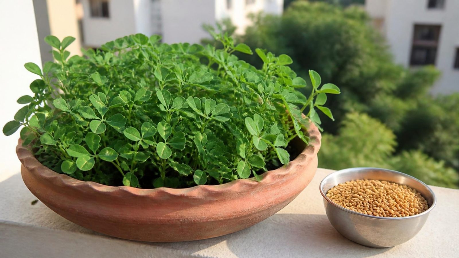 Fresh methi (fenugreek) plants growing in a wide terracotta pot on a balcony with a bowl of methi seeds