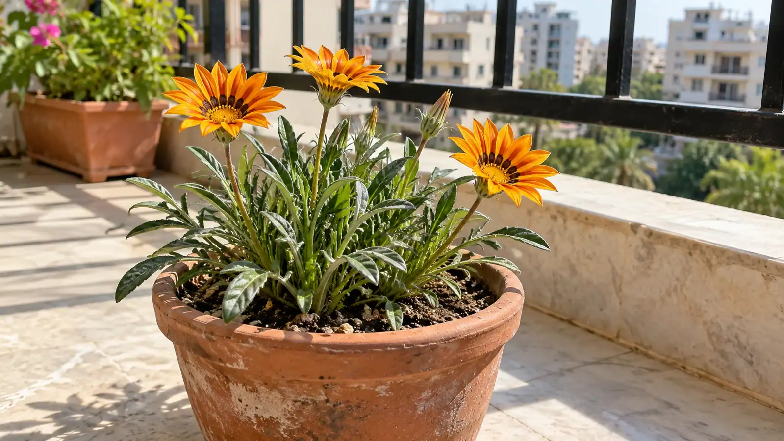 Orange-yellow gazania flowers and unopened buds above narrow green leaves in a terracotta pot on a sunny balcony