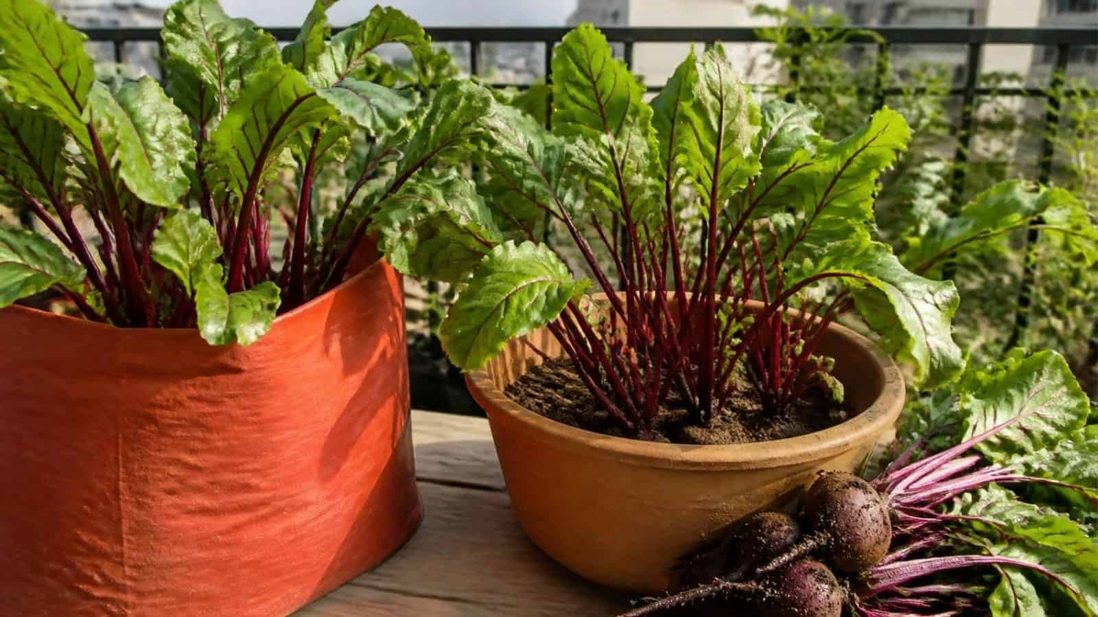 Beetroot plants with red-veined leaves growing in a grow bag and a clay pot on a sunny balcony, with freshly pulled beetroots beside them