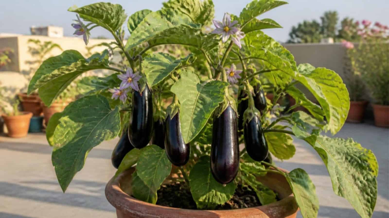 Brinjal plant with glossy purple brinjals and purple flowers growing in a terracotta pot on a terrace