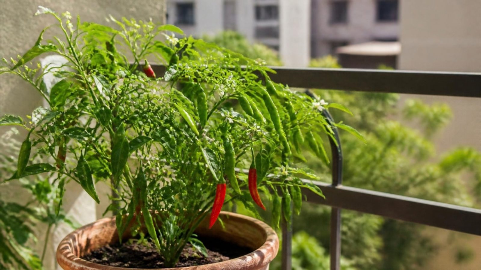 Green chilli plant with green and red chillies growing in a terracotta pot on a sunny balcony