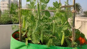 Pea (matar) plants with green pods climbing a bamboo trellis in a grow bag on a terrace
