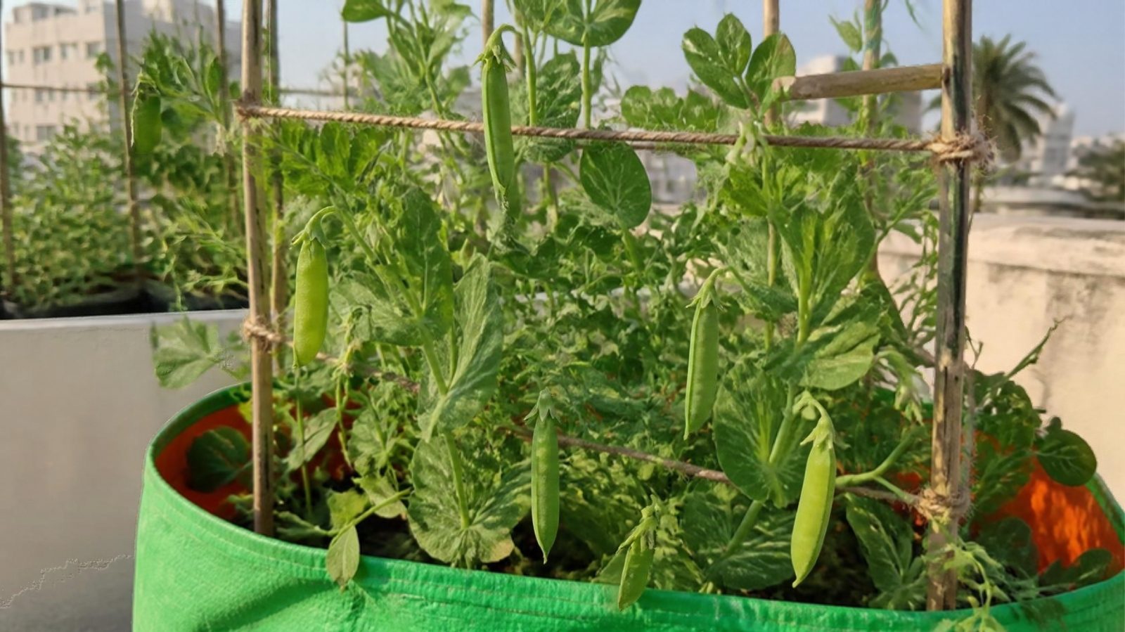 Pea (matar) plants with green pods climbing a bamboo trellis in a grow bag on a terrace