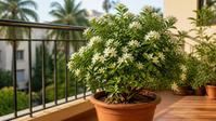 Madhu Kamini orange jasmine in a terracotta pot with glossy leaves and white flower clusters on an Indian balcony