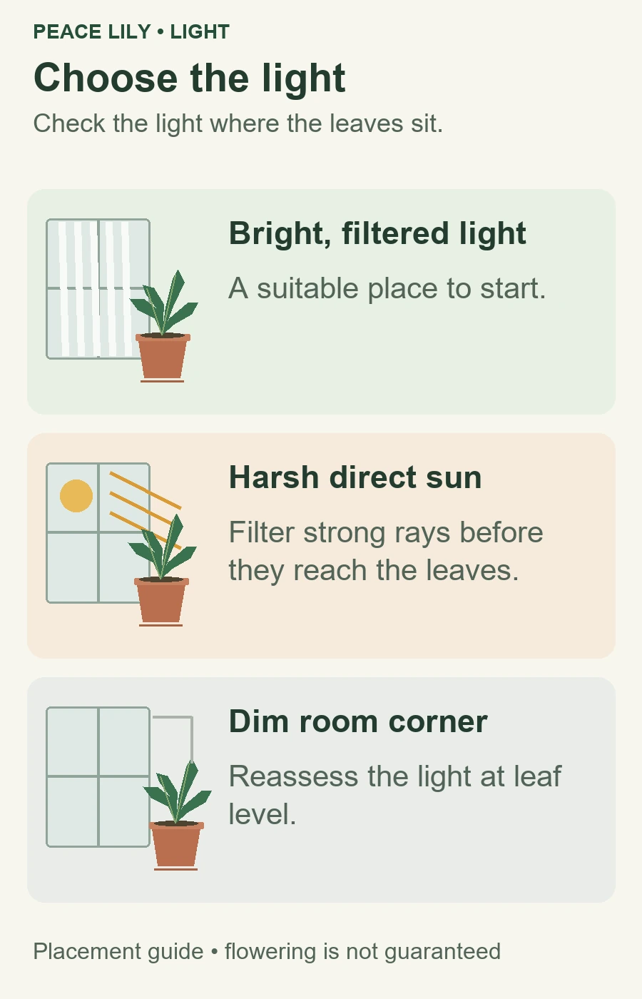 Diagram comparing bright filtered window light, harsh direct sun and a dim room corner for a peace lily
