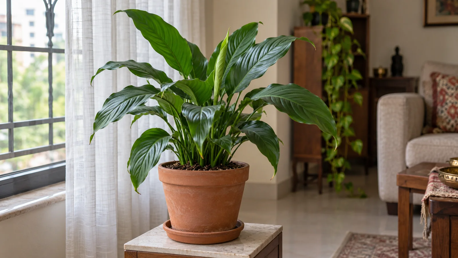 Glossy green peace lily leaves in a terracotta pot beside a bright curtained window, with no open blooms