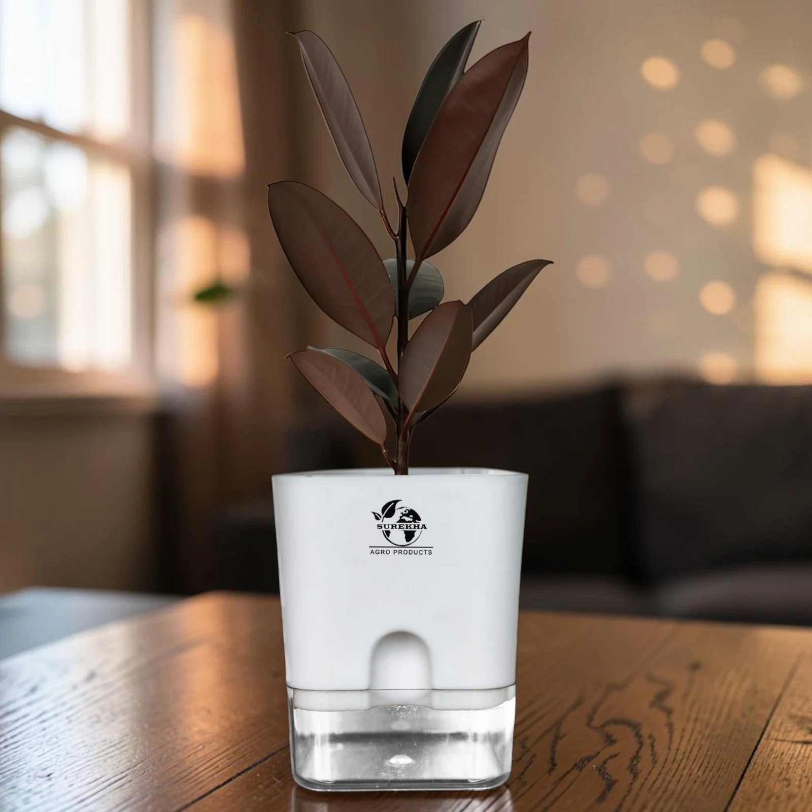 Dark reddish-green rubber plant leaves above a white Surekha planter with a clear lower reservoir
