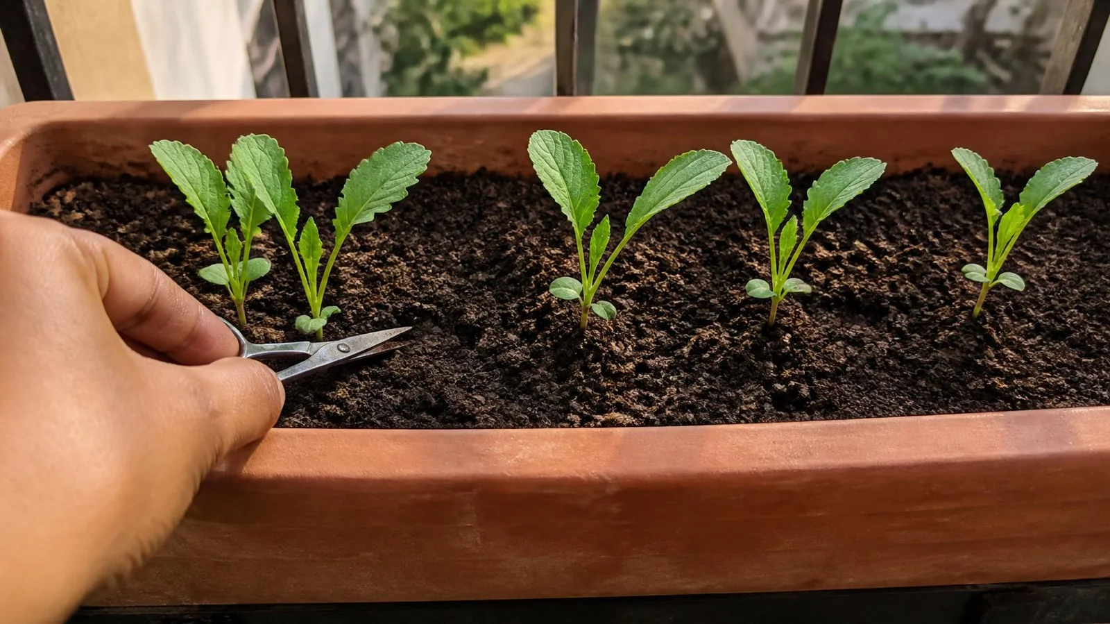 A hand holding small scissors beside young vegetable seedlings in a terracotta balcony planter