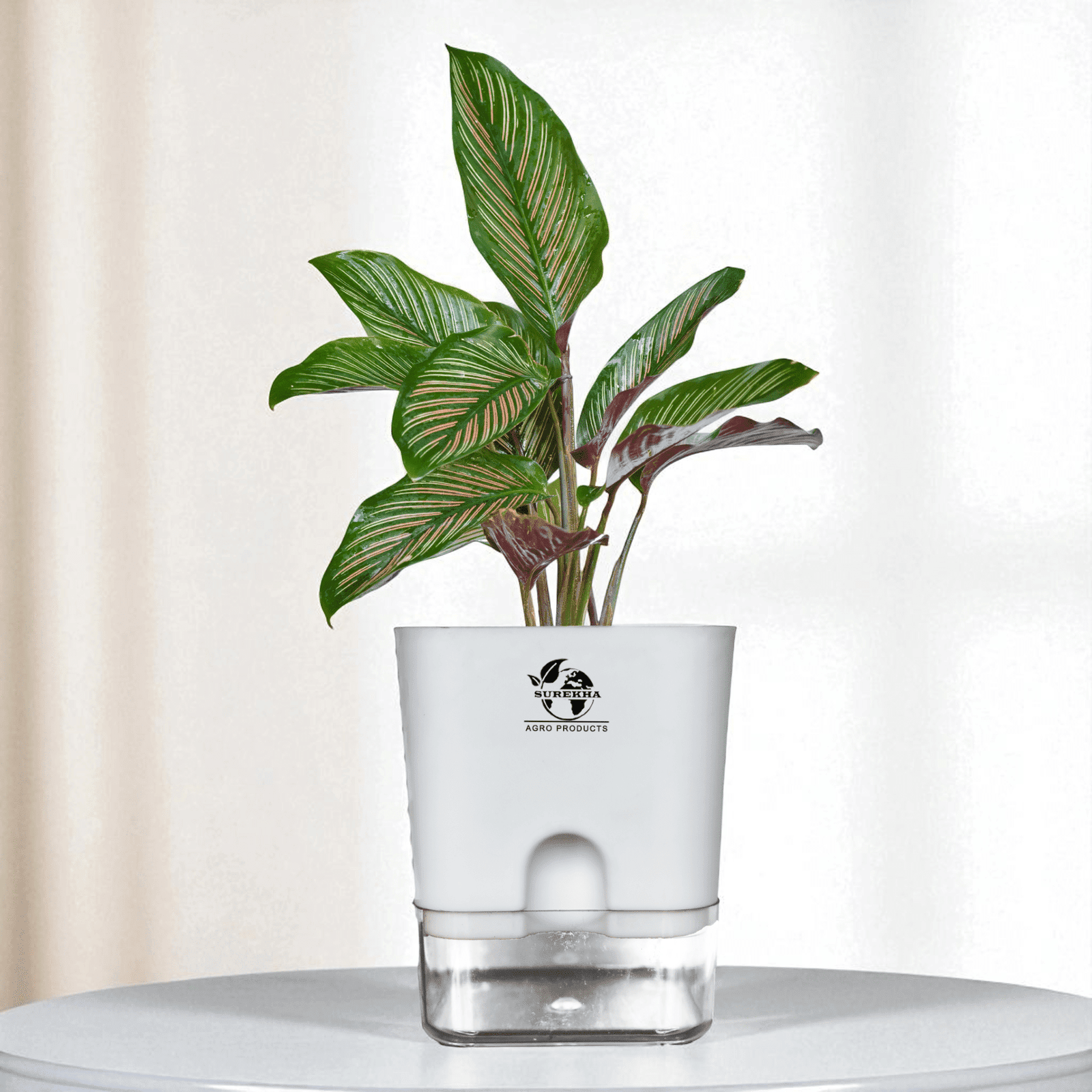 Calathea Ornata Plant